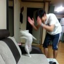 아일랑트