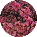 성주통도사휴게소 | [경남 양산 가볼만한곳] 통도사 홍매화 만개 현황 🌸 주차 꿀팁 및 우담바라 위치(2026년)