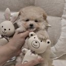 버디독 강아지분양 안심분양센터 서울 영등포점 이미지