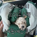 백가내자연 | 몽모아티 브리오슈백 (#내돈내산이라서 더 솔직한 사용후기)