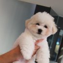 뽀송펫 이미지