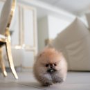 허니퍼피 이미지