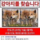 ＜대구/경북/경산＞ 진돗개 믹스견 황구 소심이 찾습니다~~!! 제보,공유 꼭 부탁드려요 ㅠㅠ 이미지