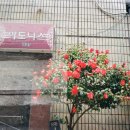 백설사세탁소 네이버블로그