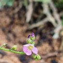 금창초교 이미지