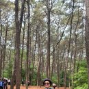 목상동 솔밭길 이미지