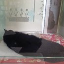 퍼니펫 동물병원 이미지