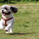 강아지집 이미지