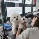 김쌤애견 이미지