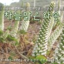 하늘맑은와송 네이버블로그