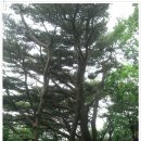 절고개 공중화장실 | 청계산(2013. 6. 22 토)