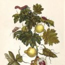 보태니컬 아트 이미지