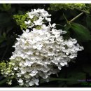 나무수국, 미국능소화, 배롱나무 흰꽃 이미지