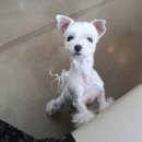 온마음 동물메디컬센터 이미지