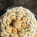 Astrophytum asterias 'Superkabuto' "Zebra type" V형 이미지