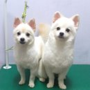 페뷰