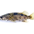 쏘가리네 이미지