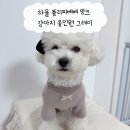 플리피 | 겨울필수템 하울 플리피베베 밍크 올인원 그레이 리뷰