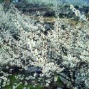 하얀 봄길 아찔한 꽃길 섬진강 매화꽃이여! 이미지