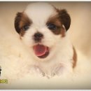 강쥐애견샵 이미지