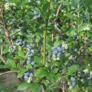 동미농장 이미지