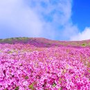 경상남도 산청군청 | 합천황매산철쭉 가장 예쁜 타이밍 개화 포인트와 주차 동선 정리