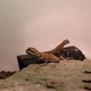 와우펫앤쥬 부산점 이미지