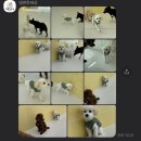 댕편한세상 이미지