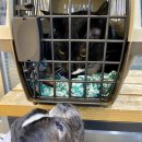 푸른숲동물병원 이미지