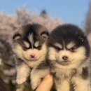 장보는 강아지와 고양이(김해진영점) | 진영강아지입양, 테일러퍼피 직접 보고 더 신뢰가 갔던 이유