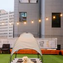 달달하개 이미지