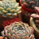 자주 등장하는 다욱이들 이미지