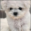 펫아미 강아지분양 고양이분양 동탄점 이미지