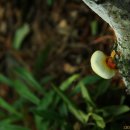 하얀버섯 이미지