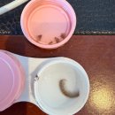 조아당구 | 10| 오렌지 먹은지 얼마나 오렌지