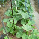 초평농장 이미지