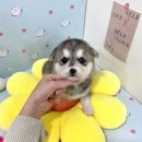 허스키 사랑 | 심곡본동강아지무료분양 허스키