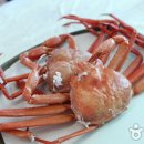 대게가 Daum카페