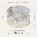 스프링 햄스터 이미지