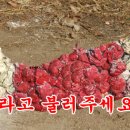 포토포토