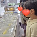 아이엠게코 | 진주 아이엠게코에서 도마뱀 구매후기 초딩딸 소원들어주기
