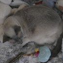 보람애견 | 영천 고양이 무마취미용 잘하는 곳 , 영천 애견미용 방문 후기