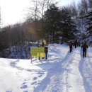 자작나무 숲 이미지