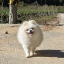 봉화강아지마을 이미지