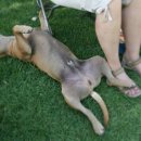 개팔자 상팔자 이미지