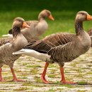 라벨 어미거위 이미지