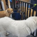 골든셀프워시 이미지