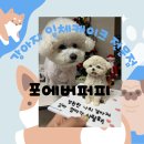 착한퍼피 | [송파 강아지케이크] 강아지 입체케이크 전문점 포에버퍼피 퀄리티가 미쳤어요..?
