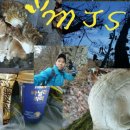 자연산약초 이미지