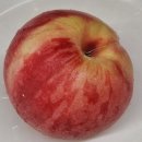 영락농원 | 꽃밭머리농원 애천중도 복숭아 맛 후기